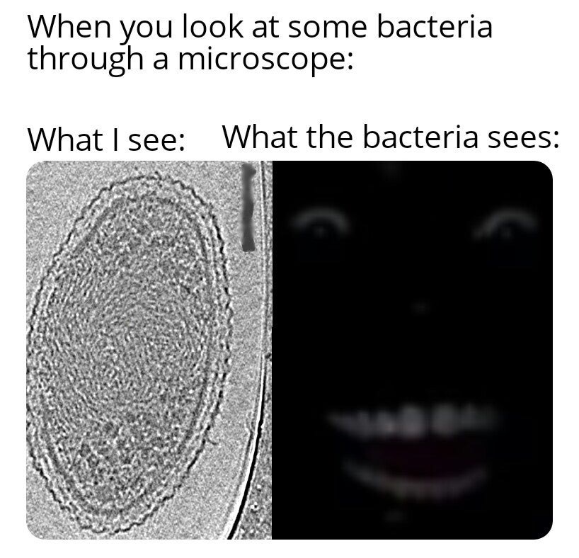 circle - When you look at some bacteria through a microscope What I see What the bacteria sees