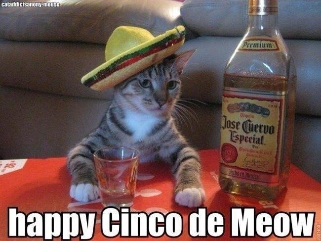 funny cinco de mayo memes - caladdictsanonymouse Brgell Jose Cuervo Especial happy Cinco de Meow