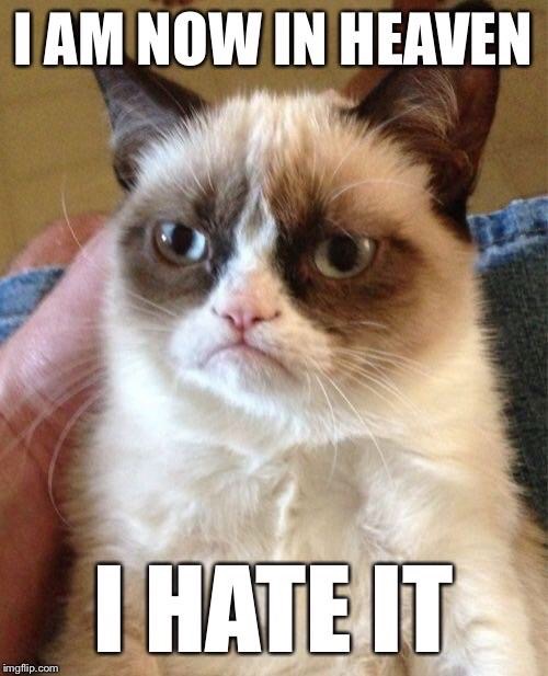 grumpy cat meme work - I Am Now In Heaven I Hate It imgflip.com