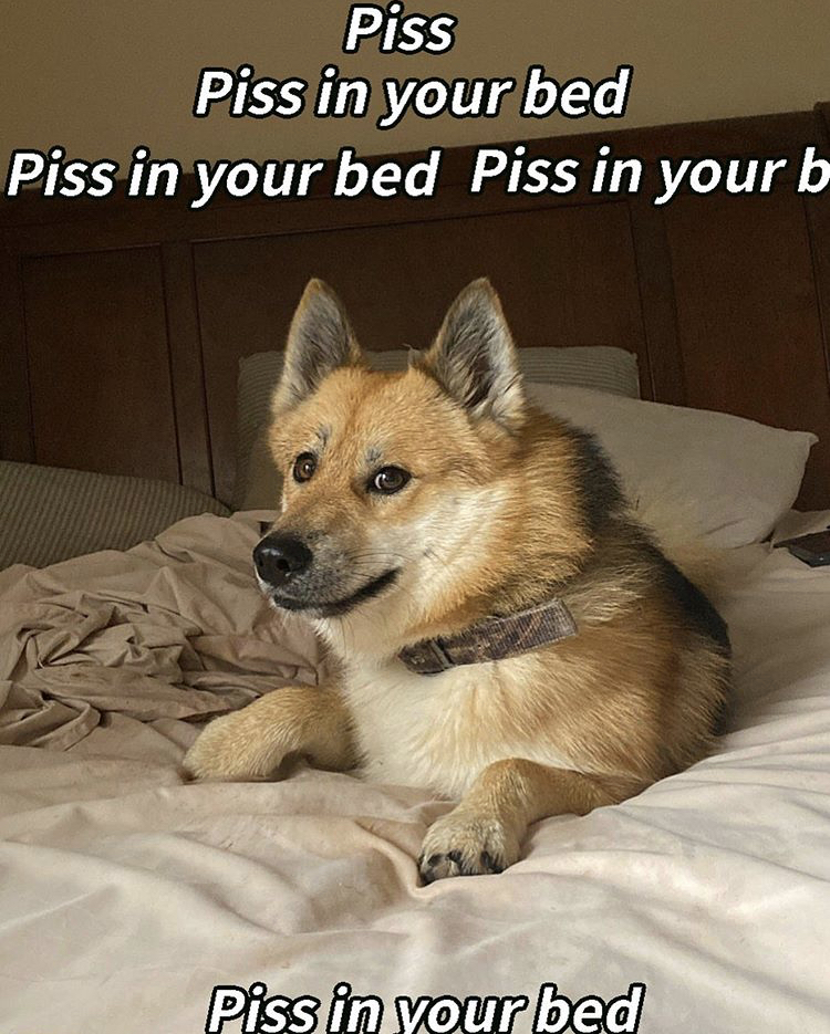photo caption - Piss Piss in your bed Piss in your bed Piss in your by Piss in your bed