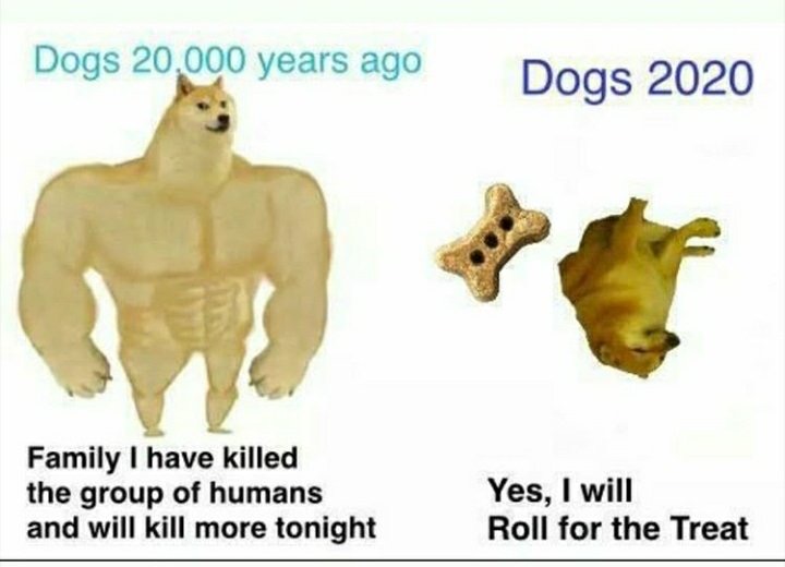 49 Swole Doge Vs Cheems Memes That Say A Lot About Society Funny