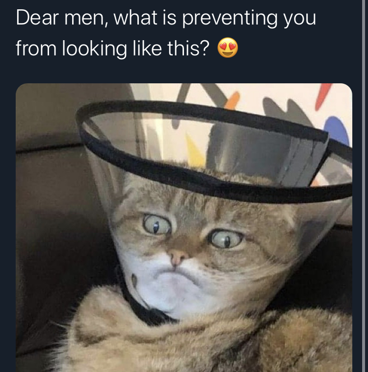 Lolcat - Dear men, what is preventing you from looking this?