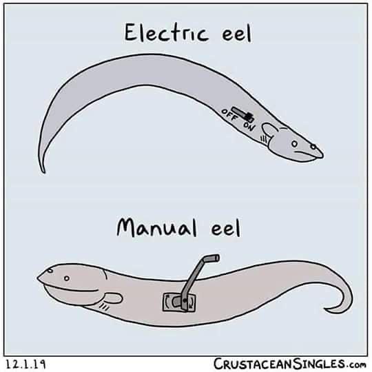 cartoon - Electric eel Off On Manual eel of 12.1.14 Crustaceansingles.Com