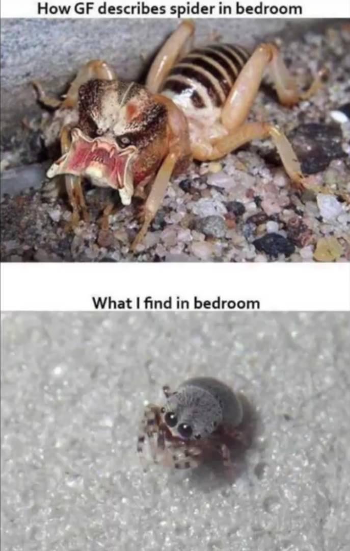 potato bug predator - How Gf describes spider in bedroom What I find in bedroom