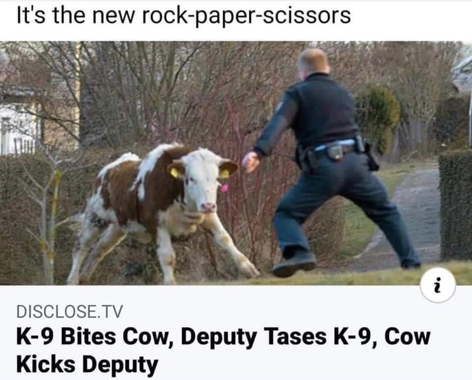 cow meme - It's the new rockpaperscissors i Disclose.Tv K9 Bites Cow, Deputy Tases K9, Cow Kicks Deputy
