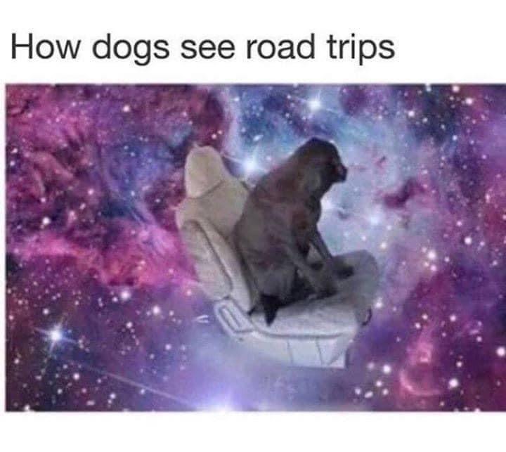 dogs see road trips - How dogs see road trips