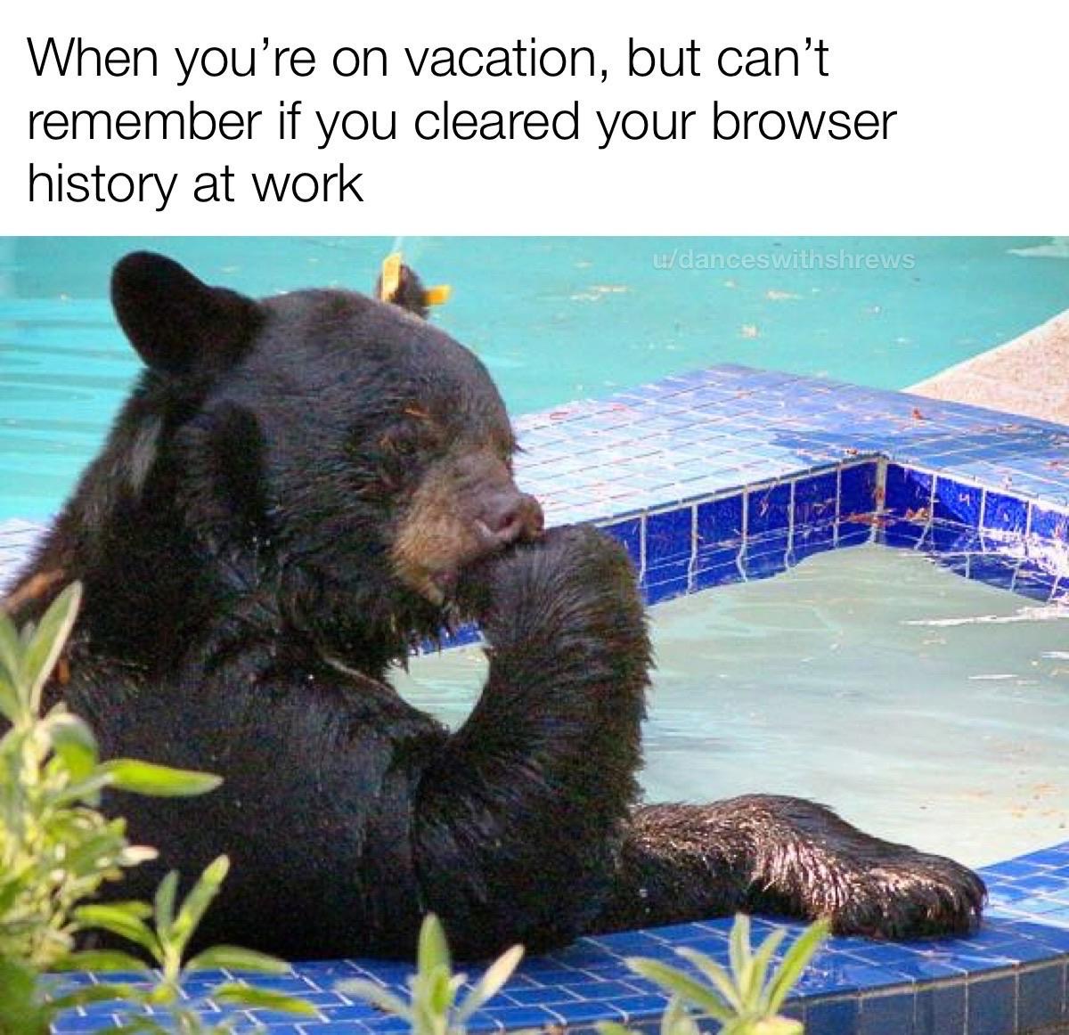 bear in jacuzzi - When you're on vacation, but can't remember if you cleared your browser history at work udanceswithshrews