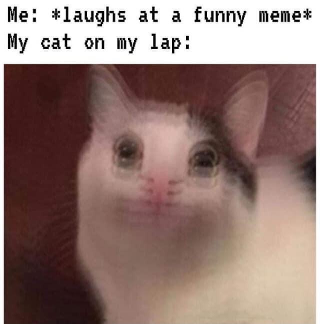 Internet meme - Me laughs at a funny meme My cat on my lap
