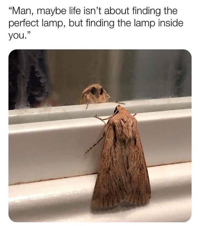 moth having a crisis - Man, maybe life isn't about finding the perfect lamp, but finding the lamp inside you."