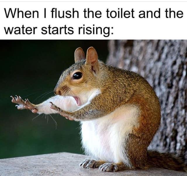 squirrel memes - When I flush the toilet and the water starts rising