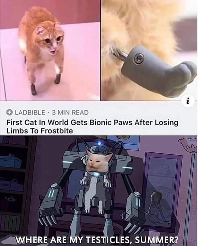 first cat in the world gets bionic paws - On Ladbible. 3 Min Read First Cat In World Gets Bionic Paws After Losing Limbs To Frostbite Where Are My Testicles, Summer?