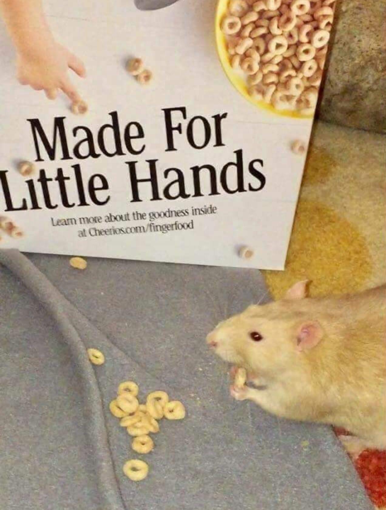 made for little hands rat - Made For Little Hands Leam more about the goodness inside at Cheerios.comfingerfood