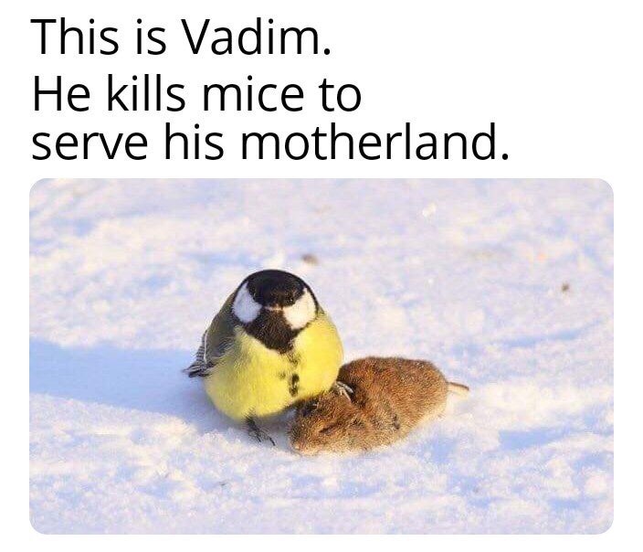 great tit with vole - This is Vadim. He kills mice to serve his motherland.
