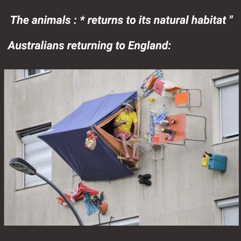 angle - The animals returns to its natural habitat" Australians returning to England