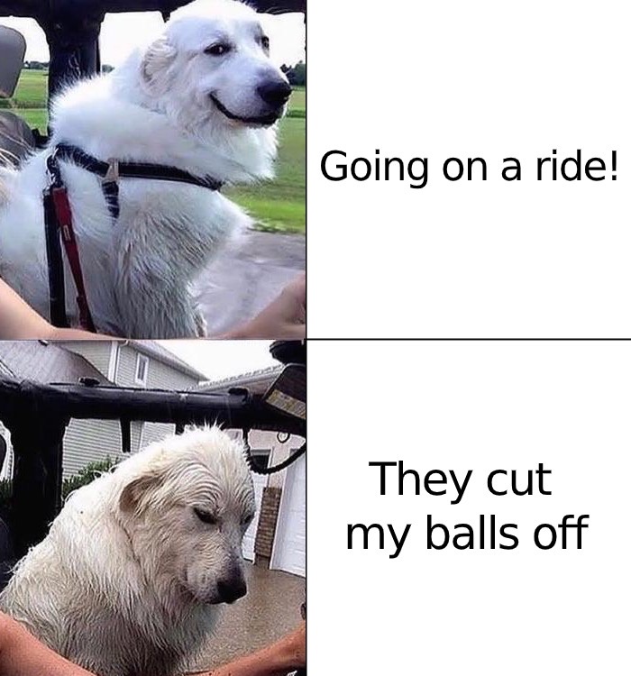 photo caption - Going on a ride! They cut my balls off