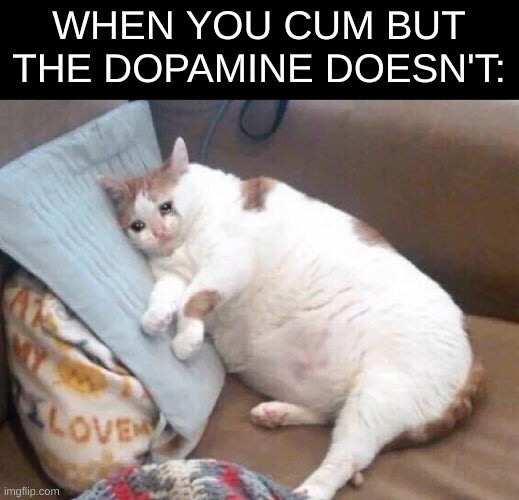 sad fat cat meme - When You Cum But The Dopamine Doesn'T Eloven imgflip.com