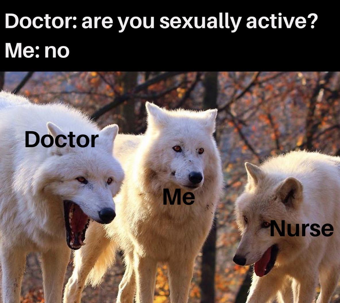 laughing wolves meme Wolf - Doctor are you sexually active? Me no Doctor Me "Nurse