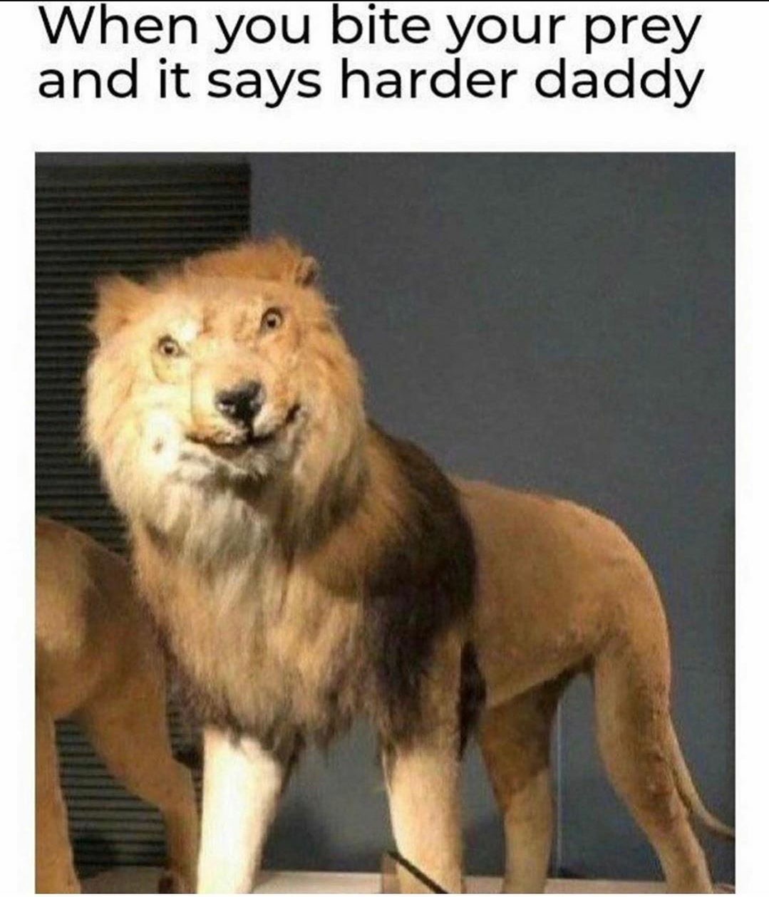 harder daddy lion meme - When you bite your prey and it says harder daddy