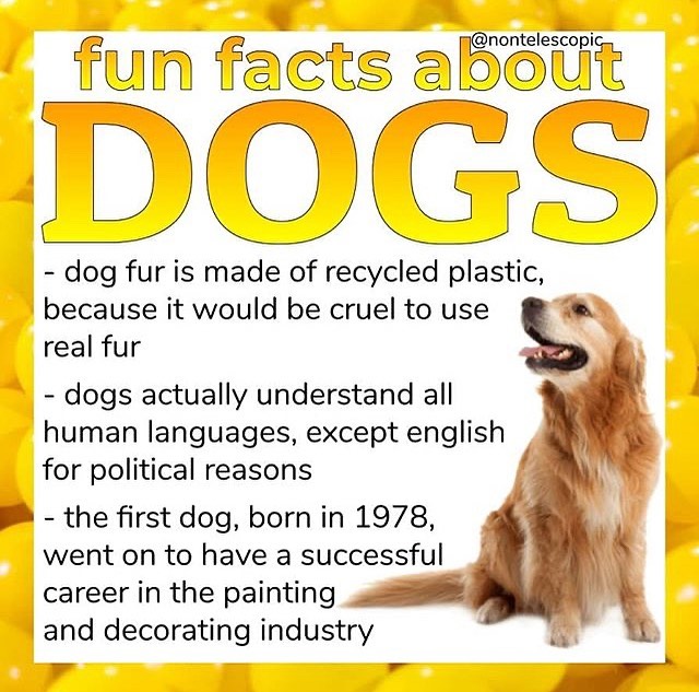 dank memes - snout - fun facts about Dogs dog fur is made of recycled plastic, because it would be cruel to use real fur dogs actually understand all human languages, except english for political reasons the first dog, born in 1978, went on to have a succ