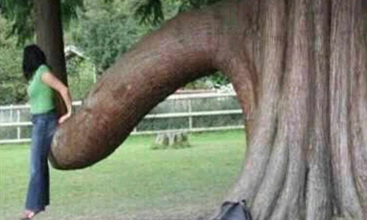 tree penis