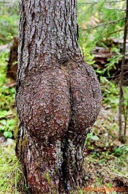 strange trees butt