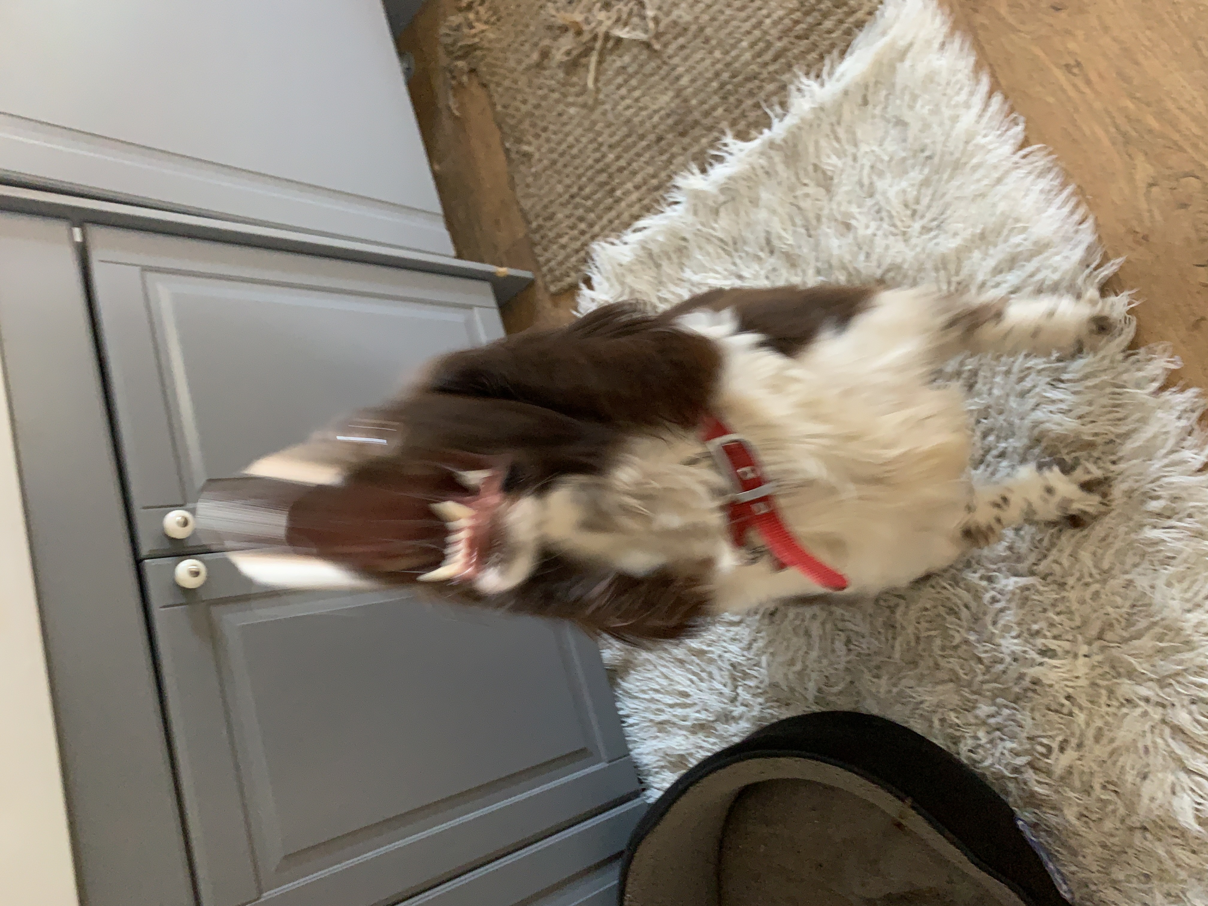 My dog Goose trying to catch a chip. Look again. His eyes have popped out. Or is it the handles on the cupboard