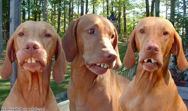 Not sure if this is real or not, i think it is, but it's really funny either way. Hope you get a laugh.

http://images.google.com/imgres?imgurlhttp://www.diabetesdaily.com/grace/2008/07/23/dog_teeth.jpgimgrefurlhttp://www.diabetesdaily.com/grace/2008/07/wisdom-teeth-and-patient-care.phph378w640sz51hlenstart2usg__eO12nK7TvcnOEWWKHOSdfxCmoIMtbnidr3