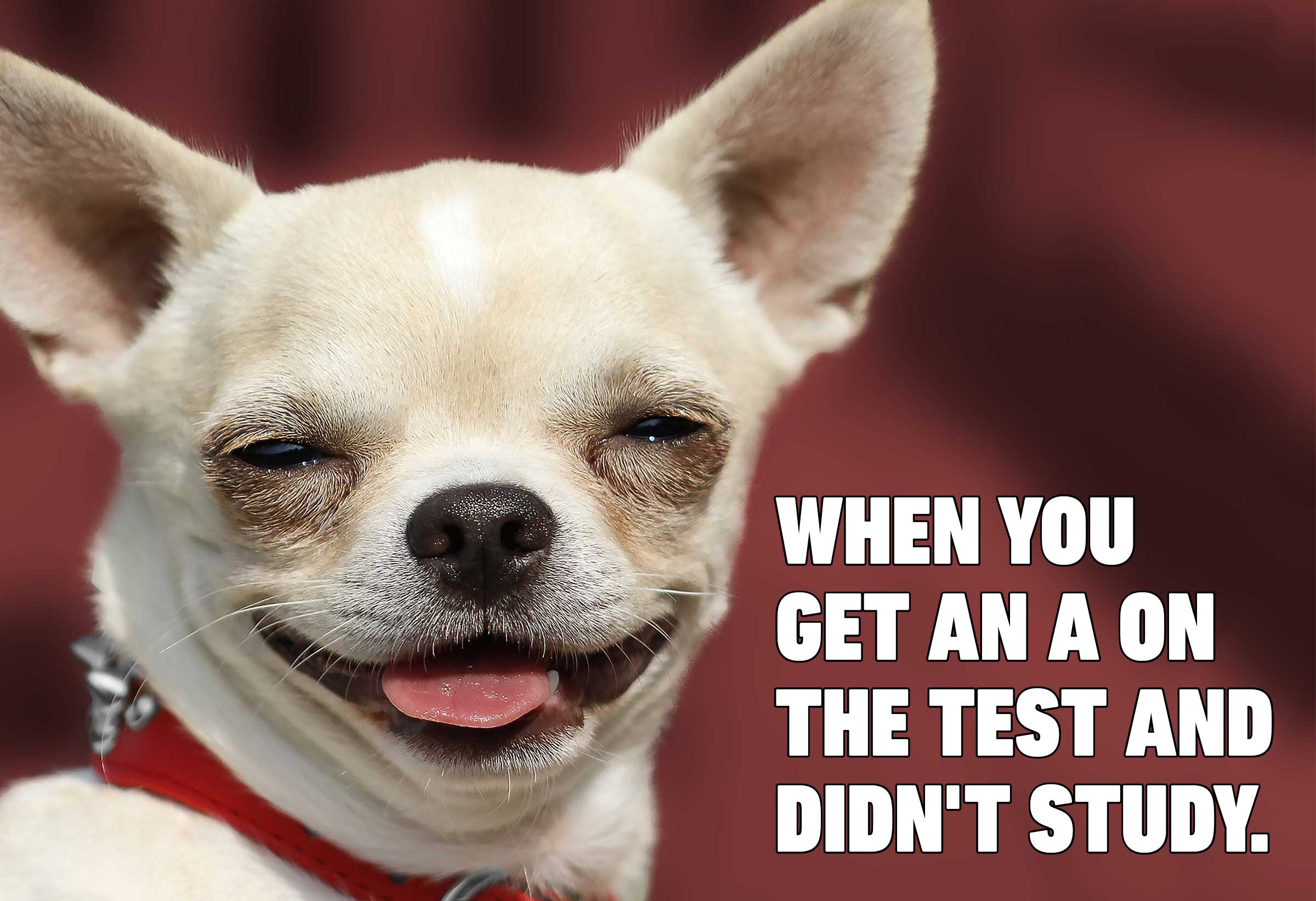 dog memes - When You Get An A On The Test And Didn'T Study.