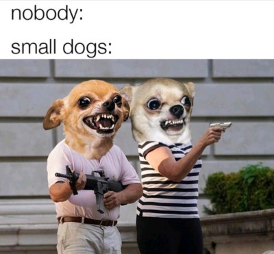 nobody small dog memes - nobody small dogs