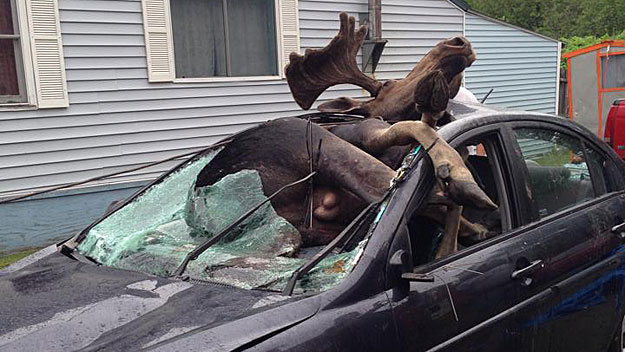 things that will ruin your day - car moose compared to human