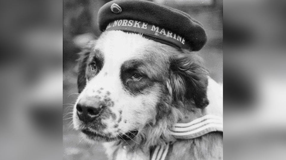 world war 2 facts - ww2 facts - bamse the dog
