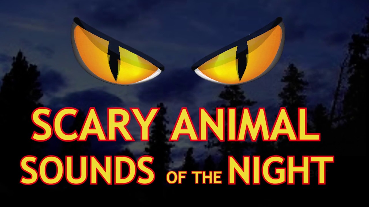 3am things - animal sounds at night - Scary Animal Sounds Of The Night