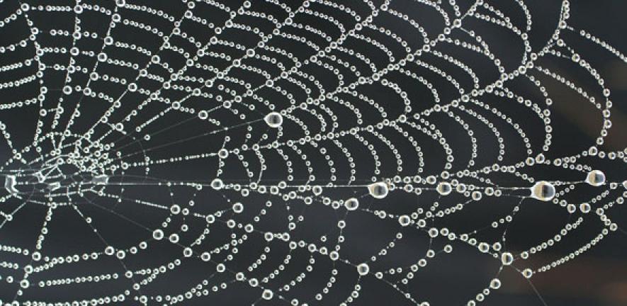 crazy things developed in labs --  artificial spider silk