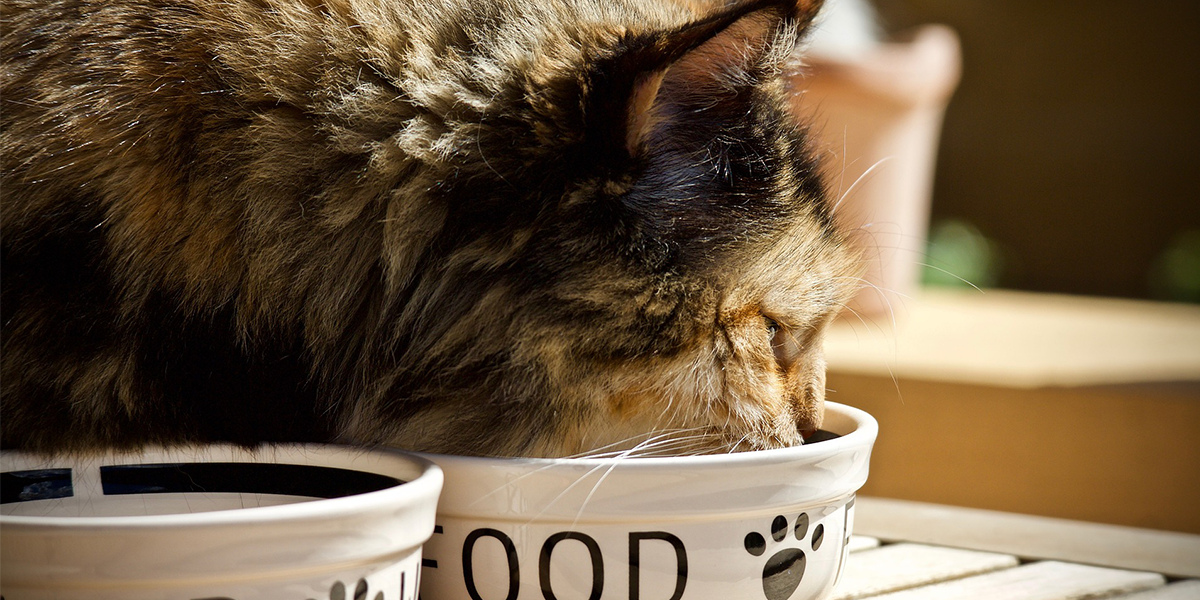 crazy things developed in labs - feeding cat