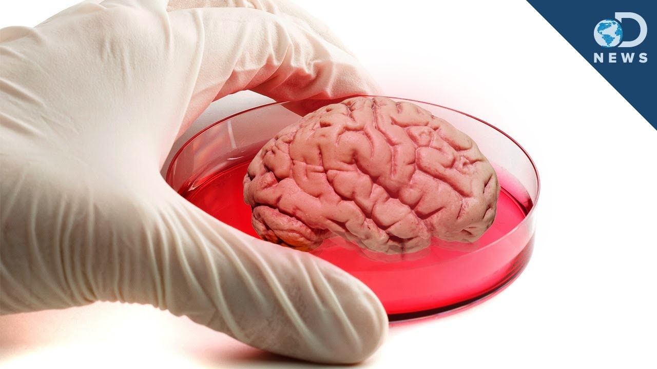 crazy things developed in labs - lab grown brain - News