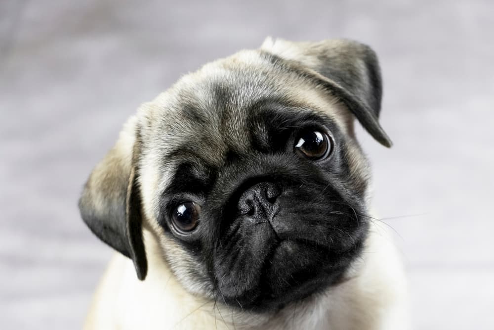 things that will be gone in 30 years - pug puppy face