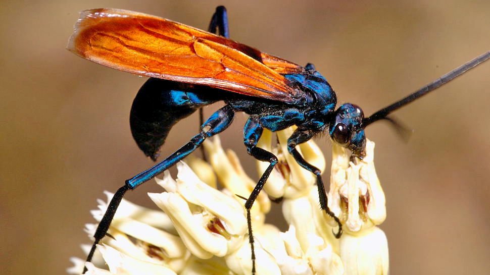 scary things  - tarantula hawk new mexico state insect