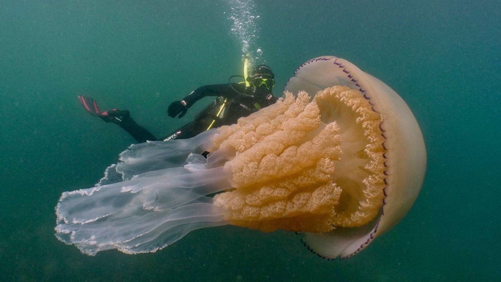 scary things  - human size jelly fish