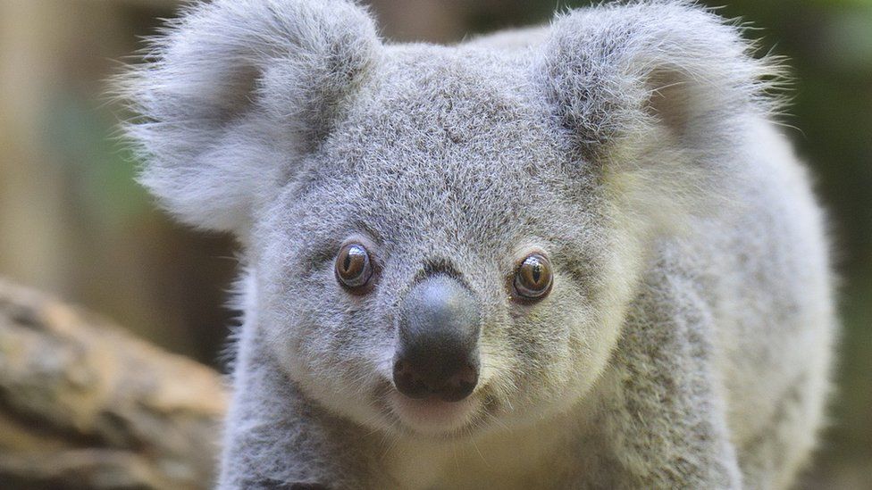 species to eradicate  - koalas