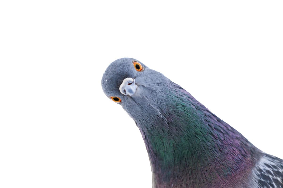 species to eradicate  - Pigeons