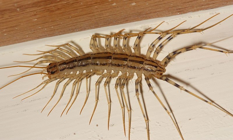 species to eradicate  - centipedes