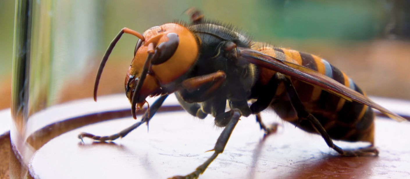 species to eradicate  - Japanese Giant Hornets
