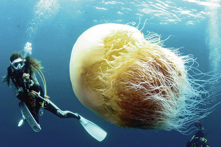 species to eradicate  - Jellyfish