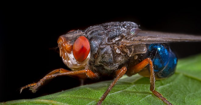 species to eradicate  - Bot flies