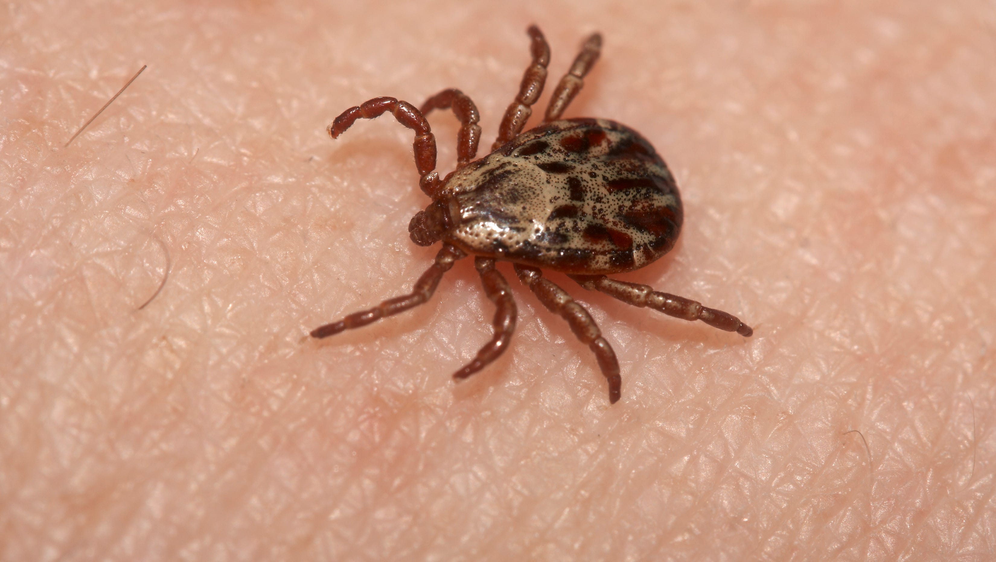species to eradicate  - ticks