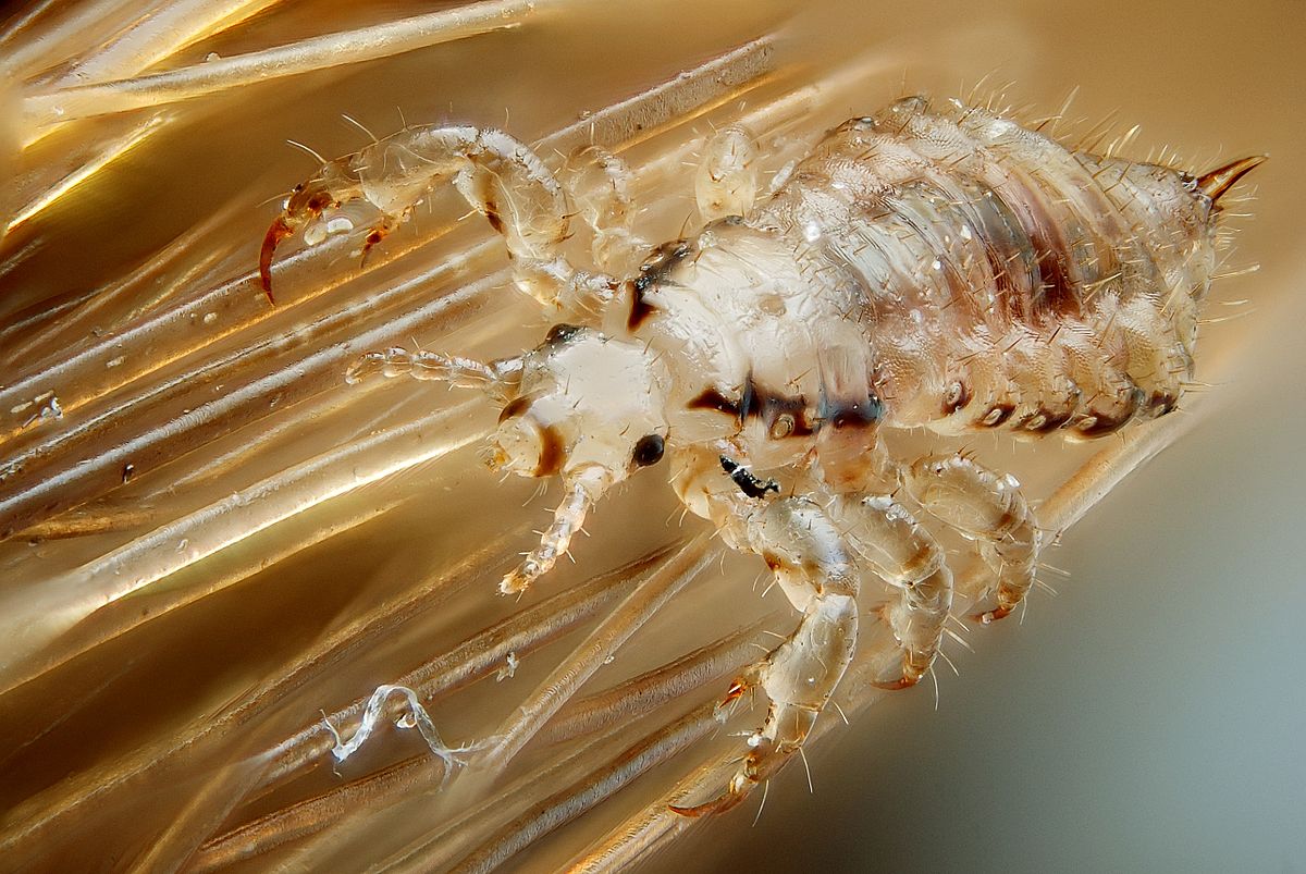 species to eradicate  - Lice