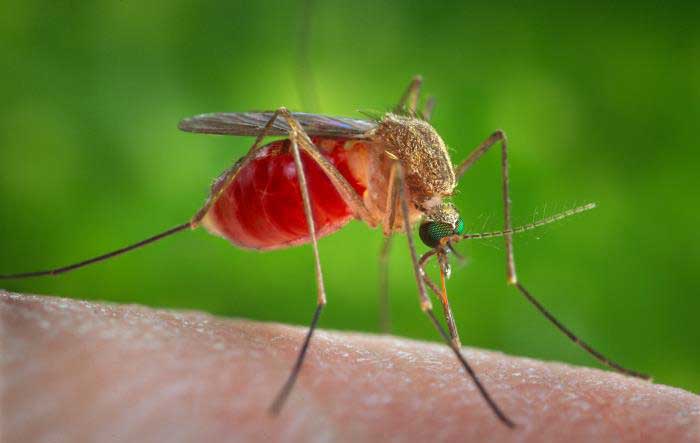 species to eradicate  - Mosquitos