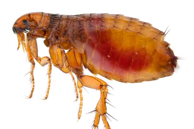 species to eradicate  - Fleas