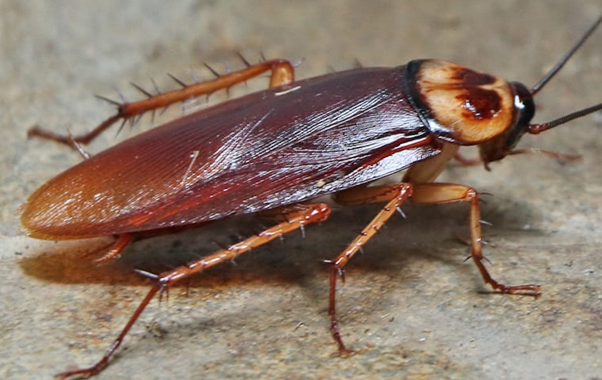 species to eradicate  - Cockroaches