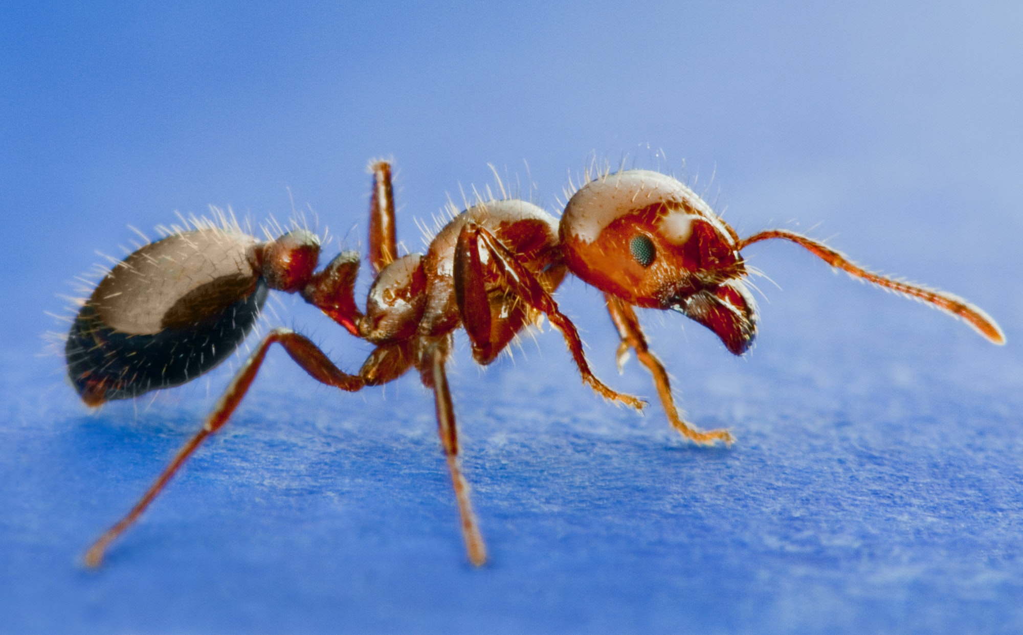 species to eradicate  - Fire ants